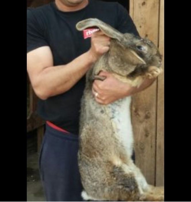 Vând iepuri urias 12 -13kg