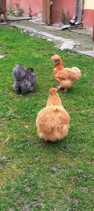 3 găini matase japoneza