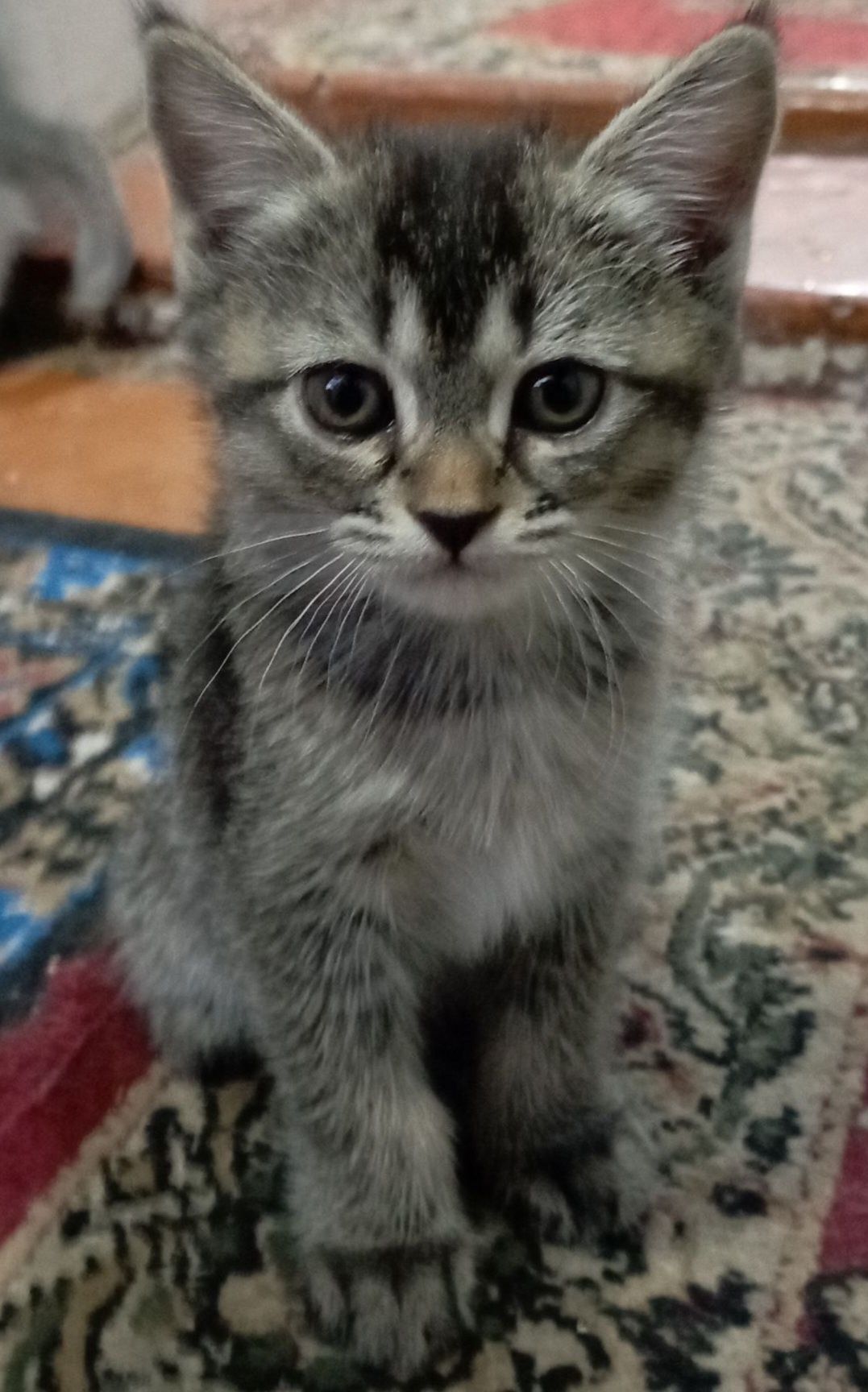 Шотландский вислоухие котята