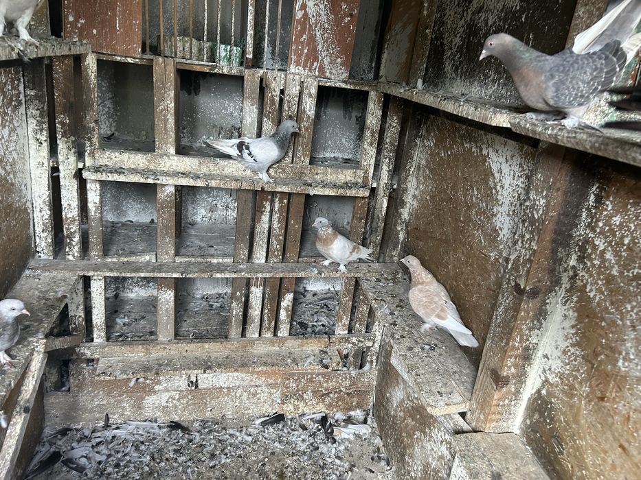 Porumbei takla culori variate