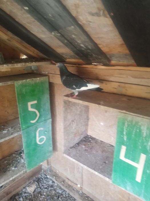 Porunbei de vînzare voiajori 2025.