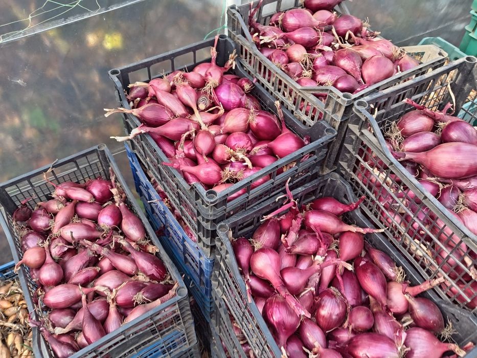 Dovleac gustos de vânzare