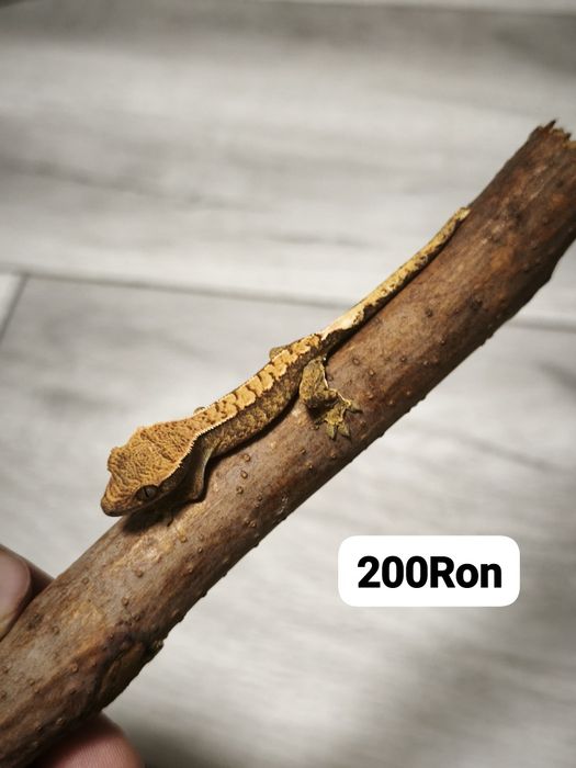 Gecko Crested Soparla