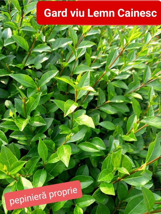 gard viu lemn cainesc ligustrum verde iarna veșnic verde gard viu