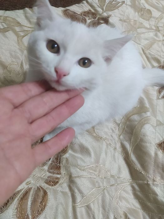 Белые котята в добрые руки!