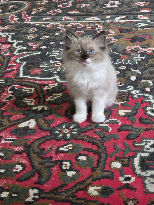 Очаровательные котята — домашние, ласковые и очень игривые.