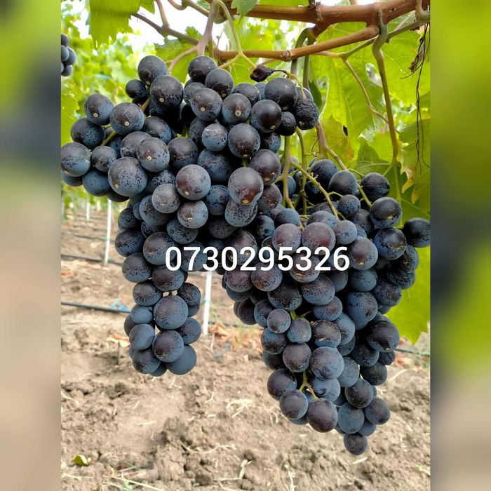 Viță de vie altoită si hibridă anul 2 si anul 3 Certificata