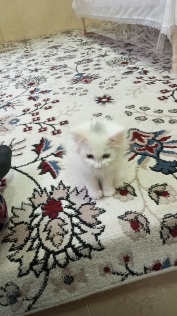 Кот белый 2,5 месяца