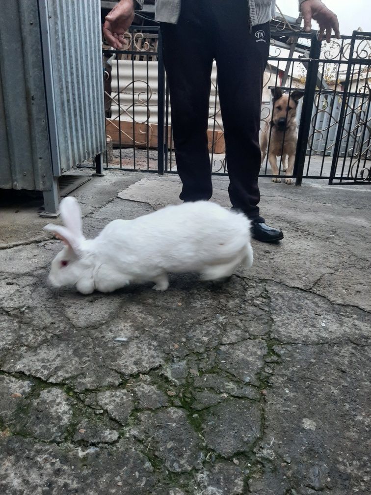 Кролики породы белый великан и шиншила.