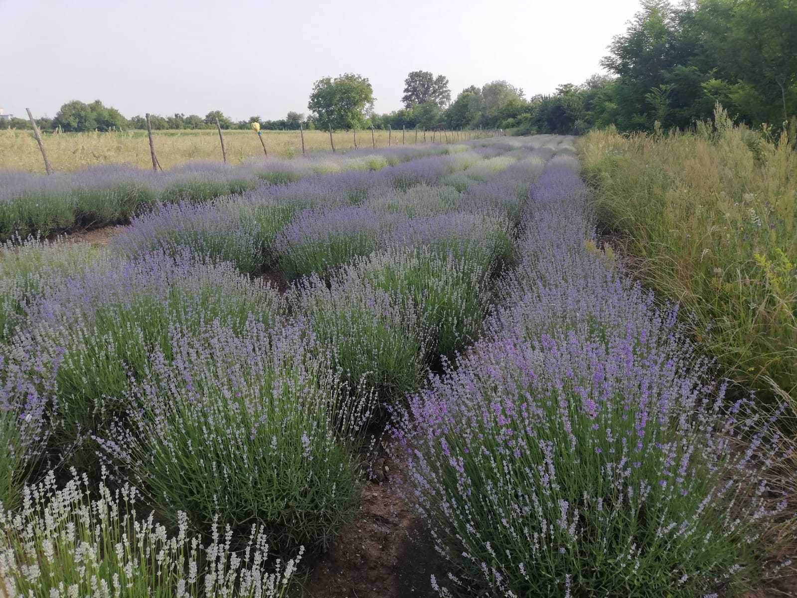 lavanda uscata, buchete lavanda