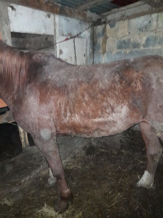 Айғыр жылқыыыыыыы