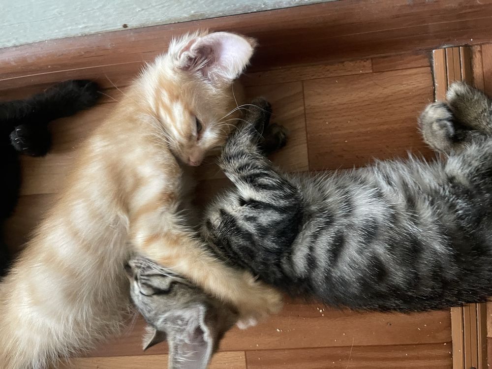 Раздаю котят и кошку