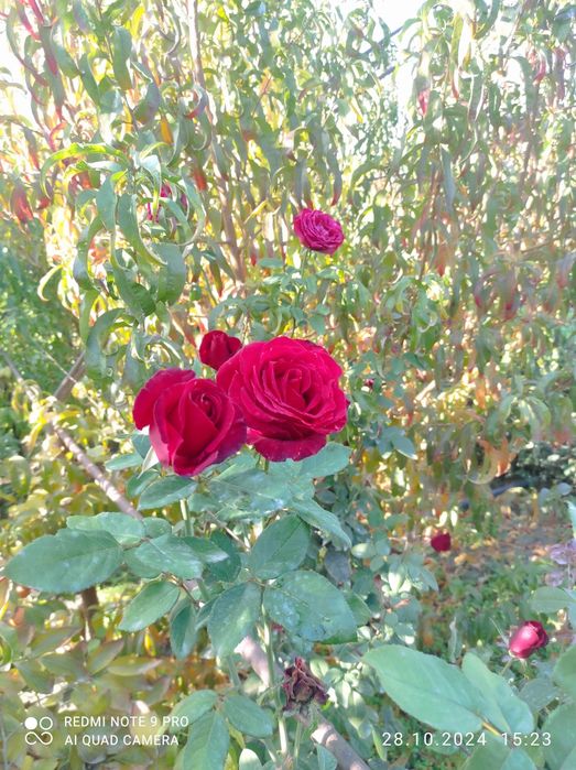 Атиргул кучатлари