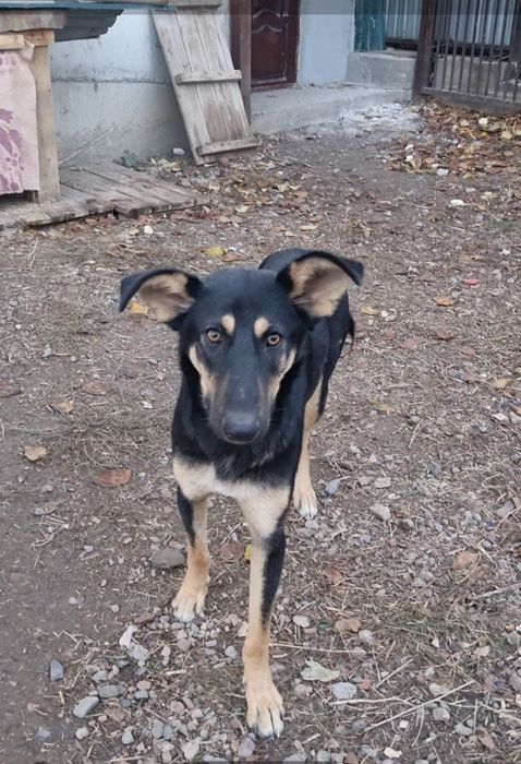 Лео ищет дом. Доставлю!