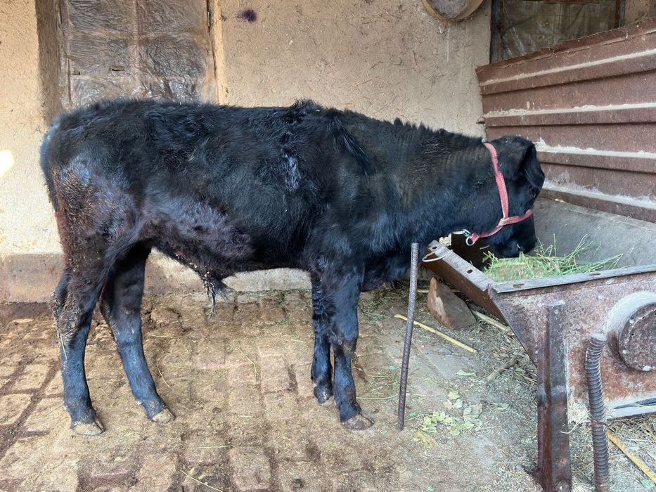 Буқача сотилади.