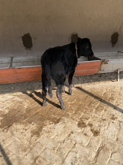 gʻunojincha sotiladi