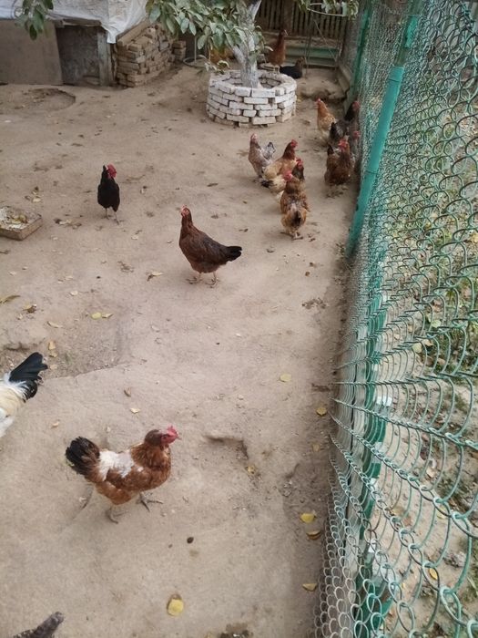 Тауықтар, тауықтар