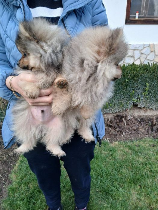 Мъжки Померанчета