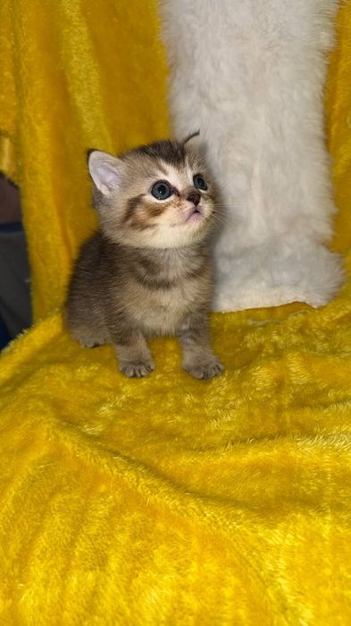 Золотая шиншилла мальчик