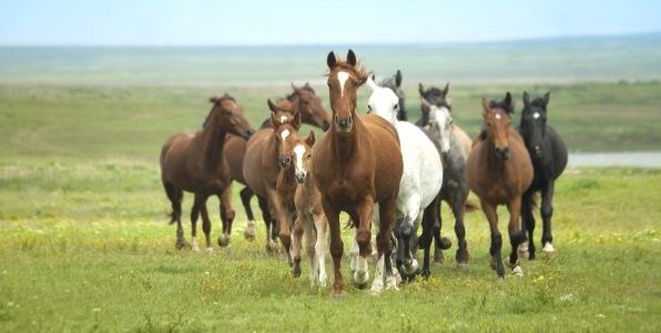 Продам табун лошадей конезаводской пароды