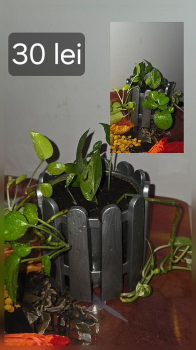Flori/plante de cameră