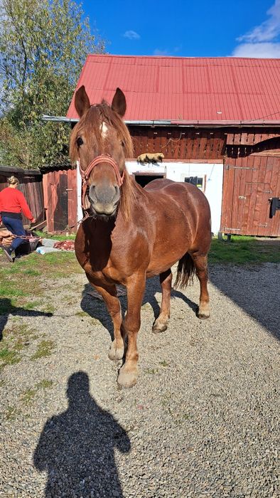 Cal castrat de vanzare 6 ani