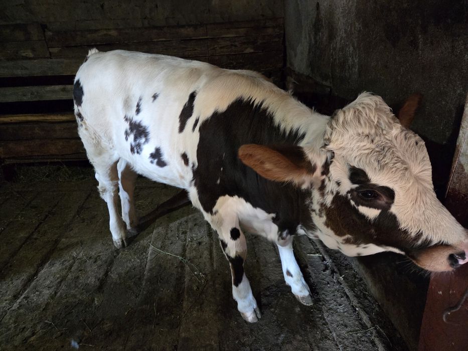De vânzare vițel.
