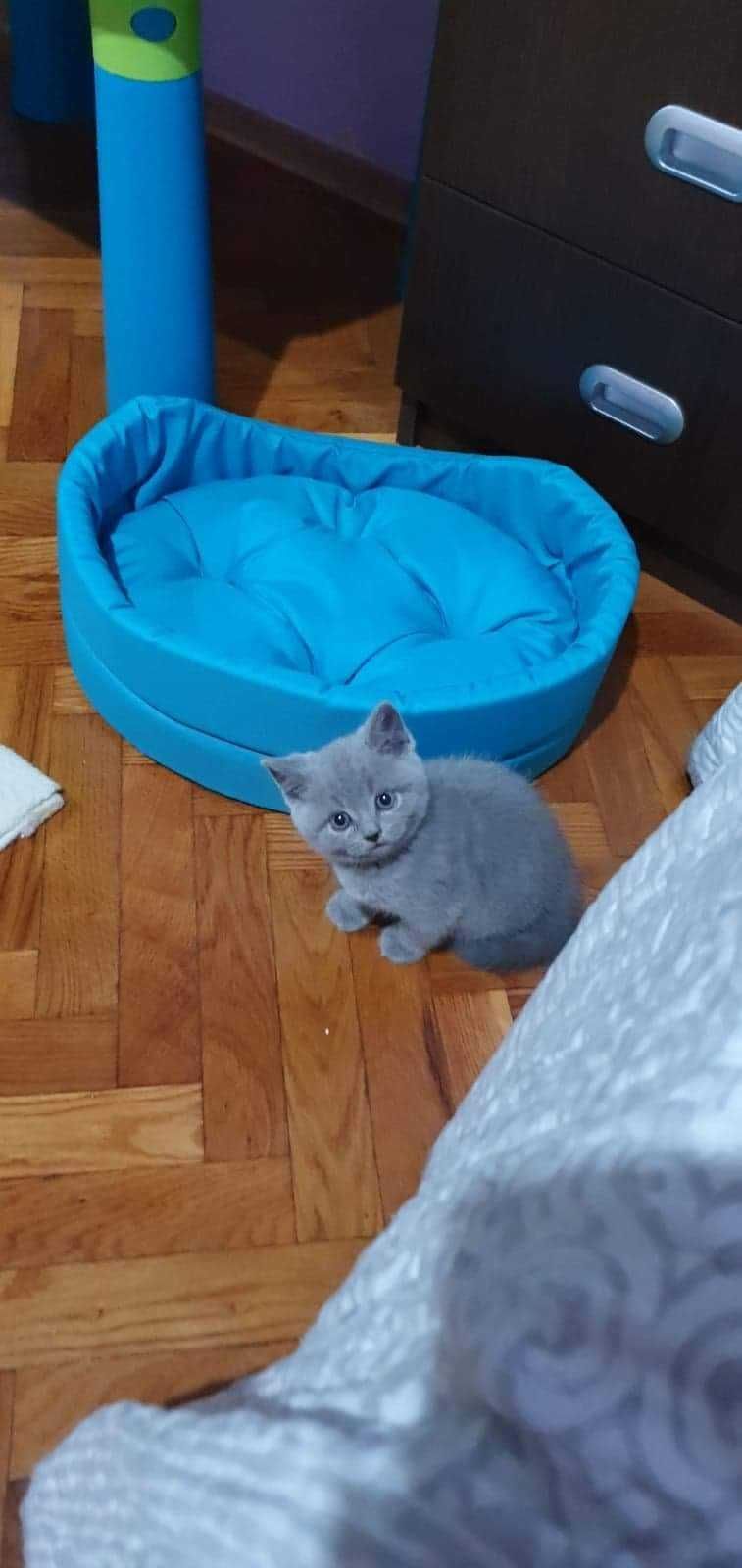 pisici british shorthair blue