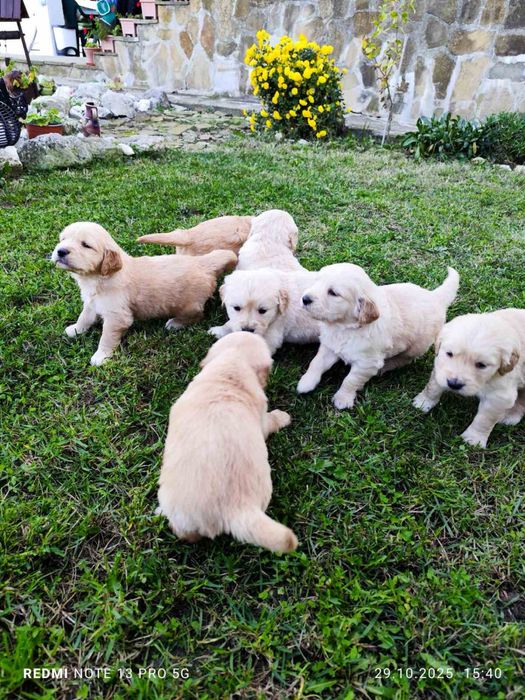 Голдън Ретривър..