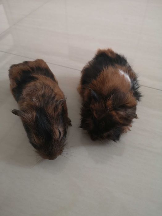 Donez porcusori de guineea