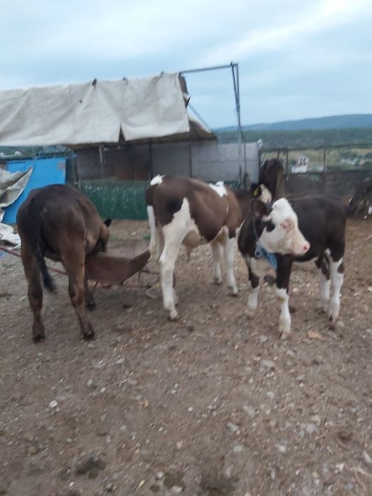 Vând viței     .