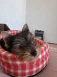 Yorkshire/ Yorky mini
