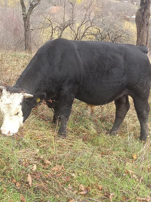 Vând taur 14 luni, crescut natural!