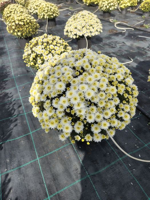 Crizanteme la ghiveci