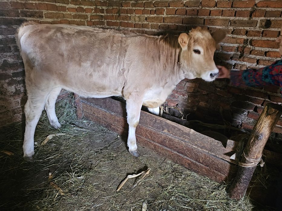 Vand vitica 7 luni