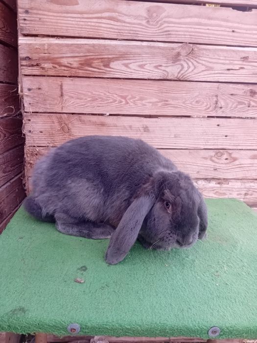 Vand sau schimb iepuri berbec german