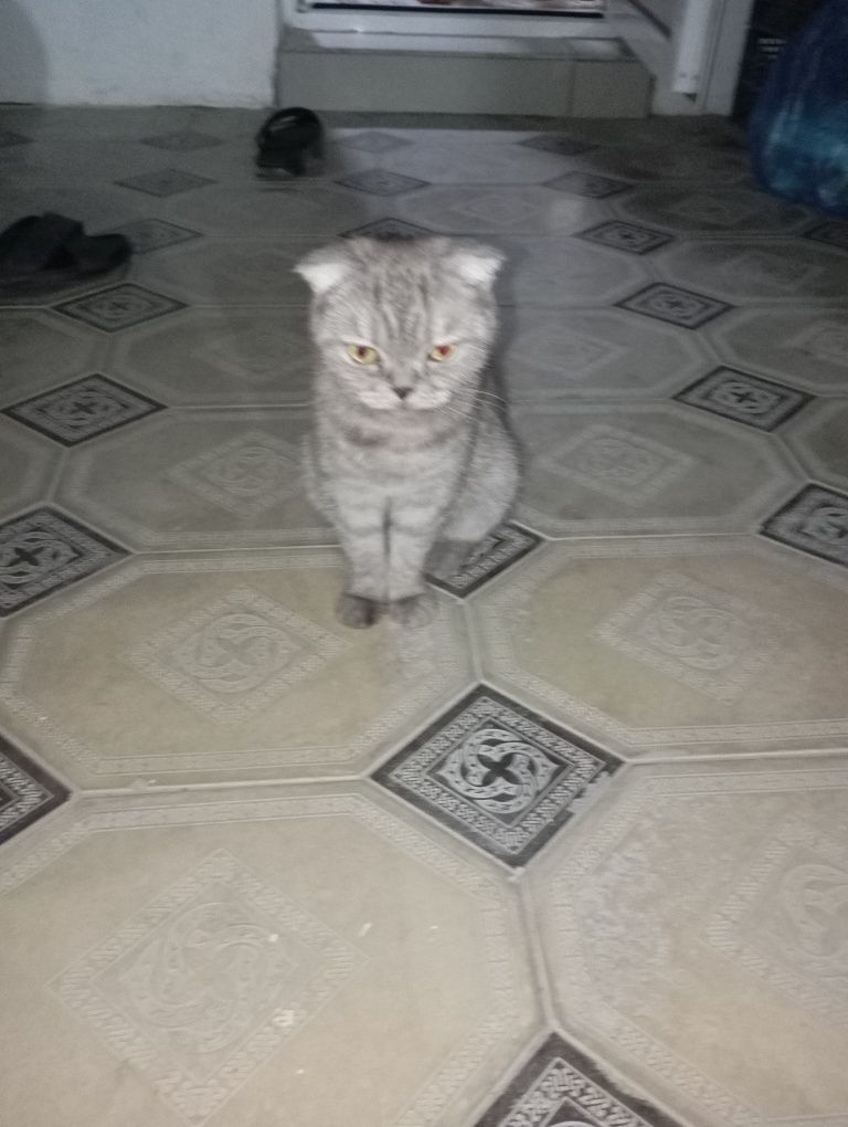 Mushuk zotli +uy