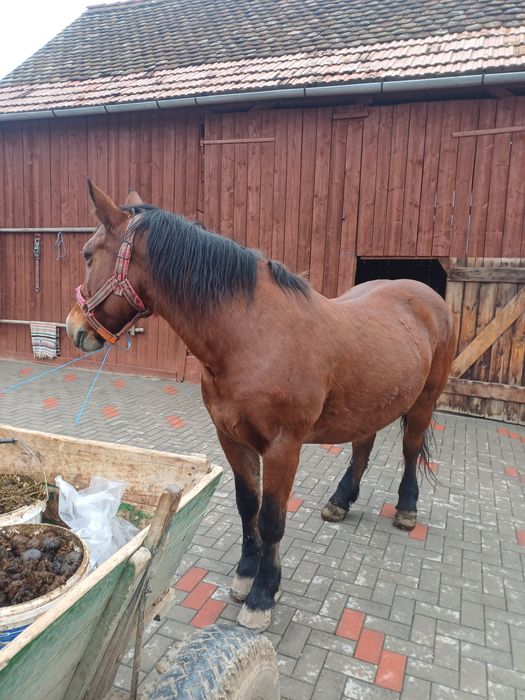 Iapa de vanzate , vârsta de 11 ani  !