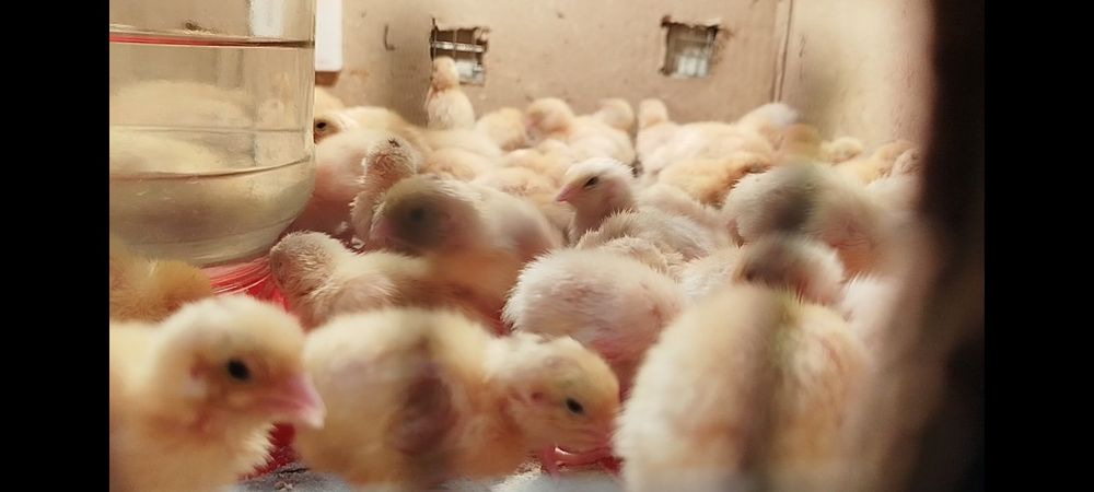 Bedana tuxum istemol uchun va inkubatsaga