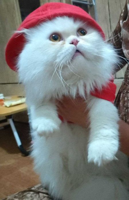 Vyazkaga. Skotish strayt