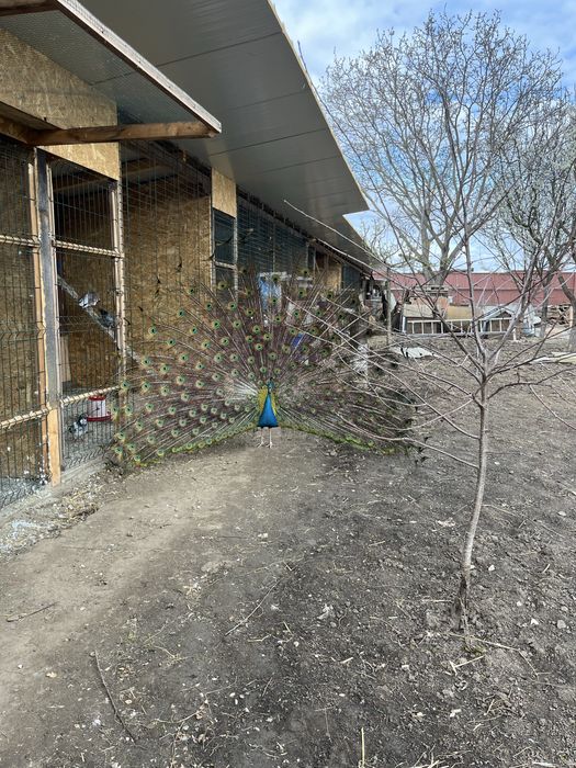 Mascul paun standard