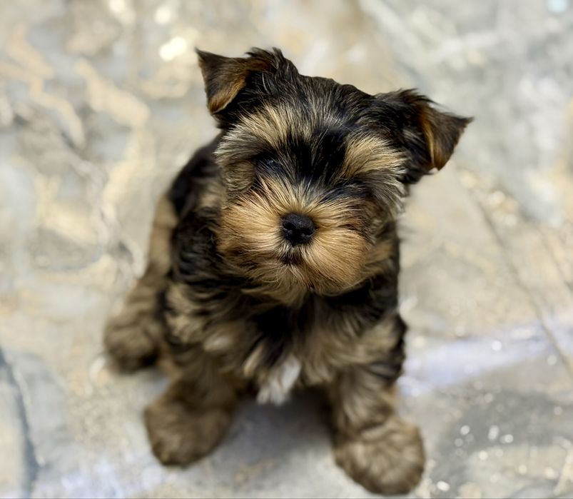 Предлогаются к продаже породистые малыши йоркширский терьер