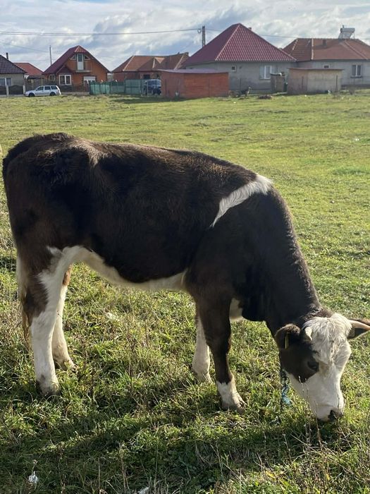 Vând 2 juninci baltate