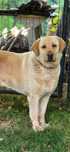 Donez Labrador femela