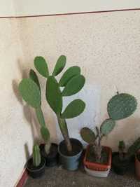 Cactusi , plante de apartament