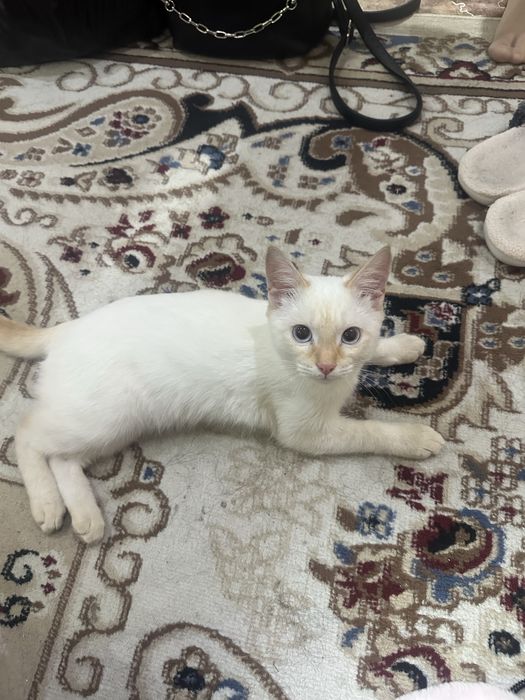 Отдам котёнка в добрые руки)