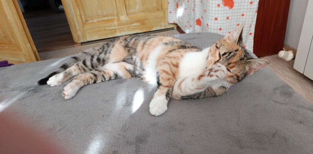 Търсим дом за Шери