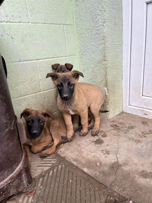 Белгийска овчарка