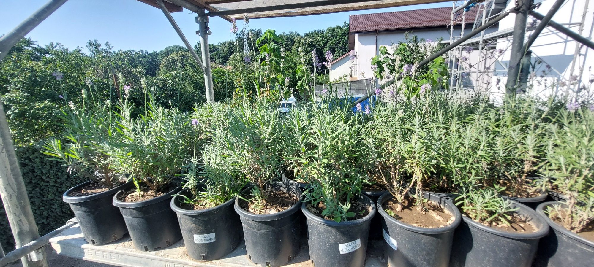 Lavanda în ghiveci - producător de plante ornamentale