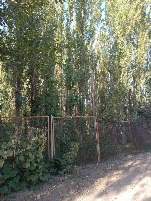 Терак сотилади оптомга